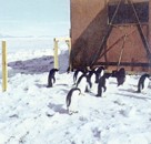 Пингвины не подходят близко к станции Мак-Мердо. Поэтому некоторые из них были пойманы и заключены за решетку для наблюдения и изучения